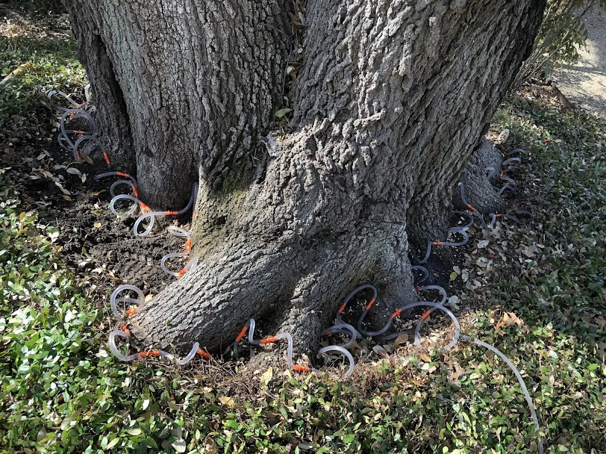 Detailed Tree Cabling and Bracing job site in Woodberry Forest