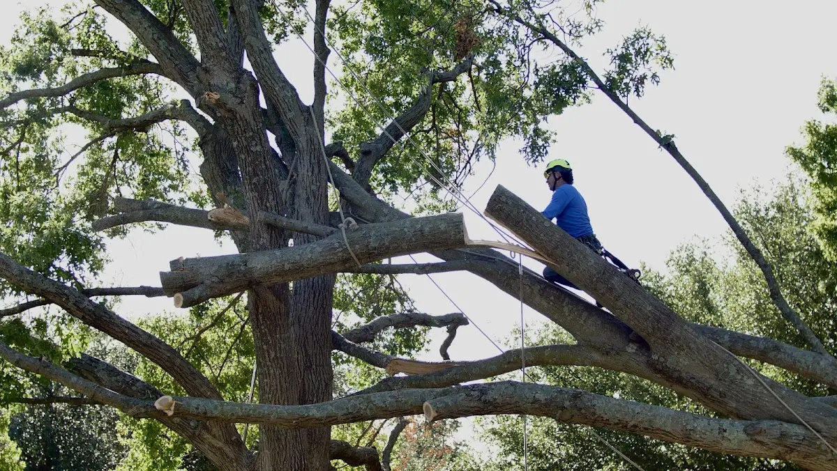 Professional Hazardous Tree Removal performed by certified arborists in Woodberry Forest