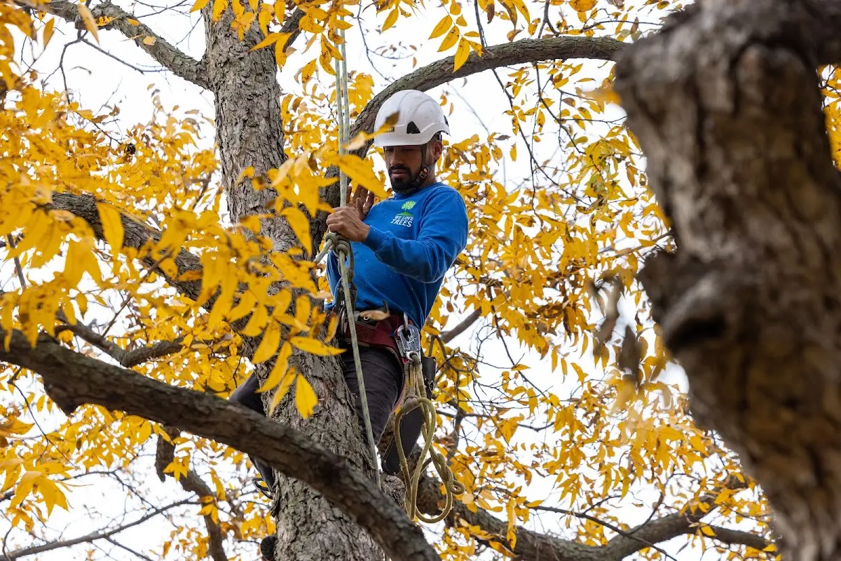 Skilled Tree Pruning crew working in Woodberry Forest